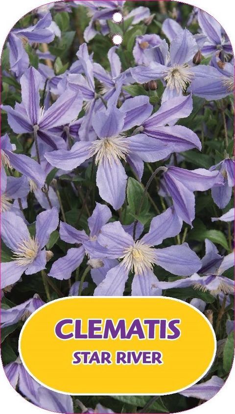 Clematis STAR RIVER (D)