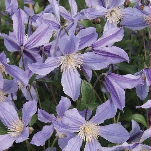 Clematis STAR RIVER (D)