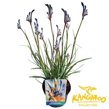 Anigozanthos 'Blue Masquerade'