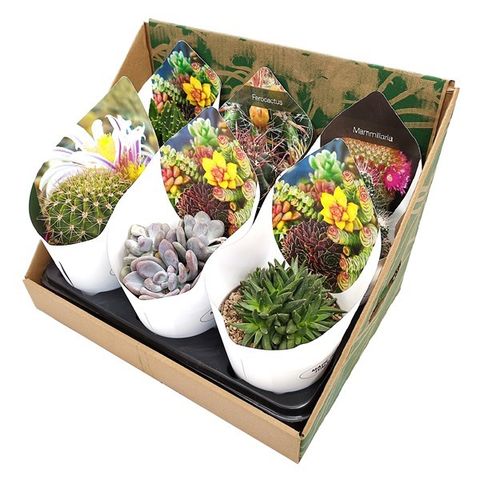 Cactus MIX — Plant Wholesale FlorAccess