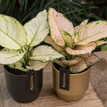 Aglaonema 'White Joy'