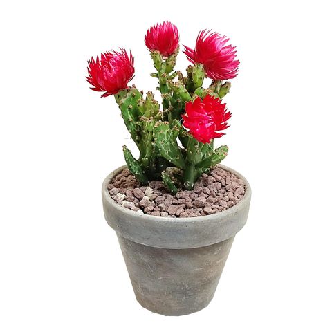 Cactus MIX — Plant Wholesale FlorAccess