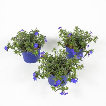 Lithodora diffusa