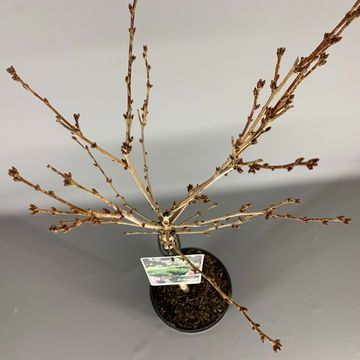 Prunus incisa 'Midori-zakura'