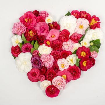 Camellia japonica MIX