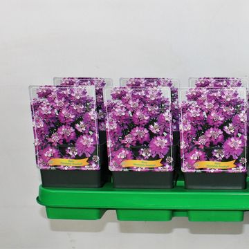 Iberis ABSOLUTELY AMETHYST