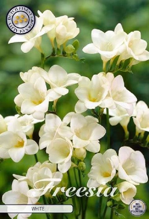 Freesia SINGLE WHITE