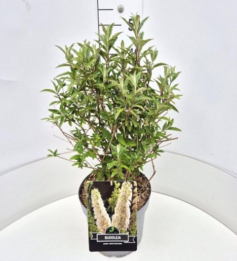Buddleja davidii 'White Profusion'