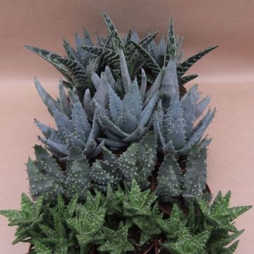 Aloe MIX