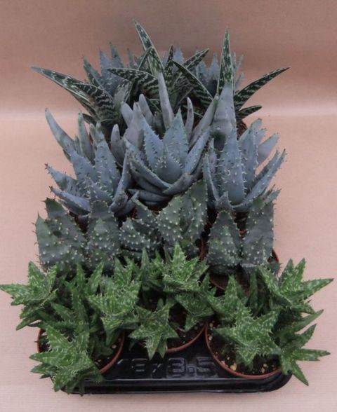 Aloe MIX