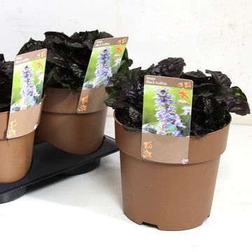 Ajuga reptans BLACK SCALLOP