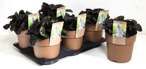 Ajuga reptans BLACK SCALLOP