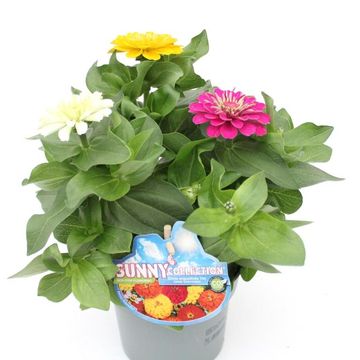 Zinnia MIX IN POT