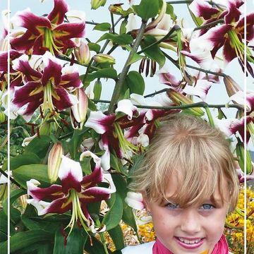Lilium 'Beverly Dreams'
