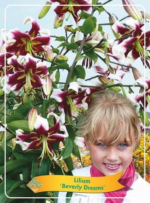 Lilium 'Beverly Dreams'