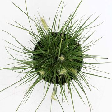 Pennisetum alopecuroides 'Little Bunny'