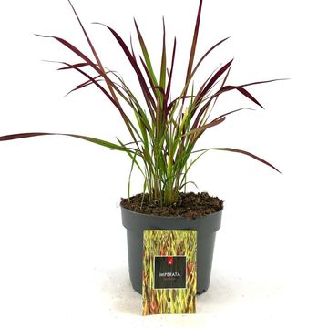 Imperata cylindrica 'Red Baron'