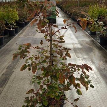 Acer x conspicuum 'Red Flamingo'