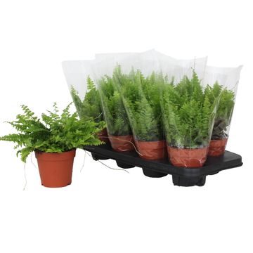 Nephrolepis exaltata 'Bostoniensis'