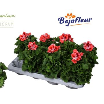 Pelargonium MANDARIN