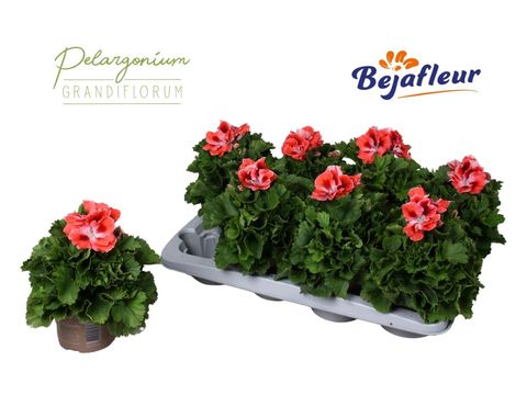 Pelargonium MANDARIN