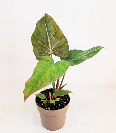 Philodendron 'Summer Glory'