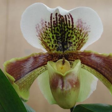 Paphiopedilum COMPLEX HYBRID
