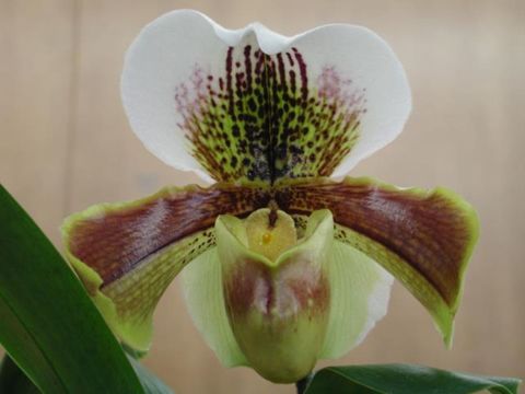 Paphiopedilum COMPLEX HYBRID