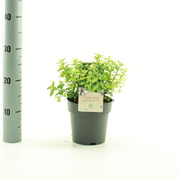 Pittosporum tenuifolium 'Golf Ball'