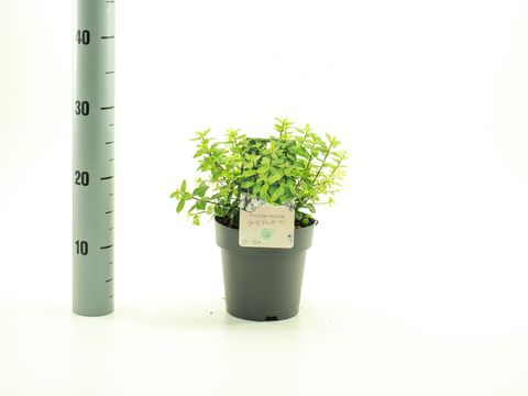 Pittosporum tenuifolium 'Golf Ball'