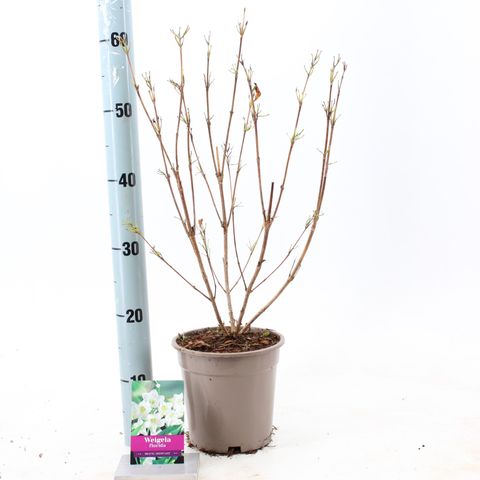 Weigela 'Bristol Snowflake'