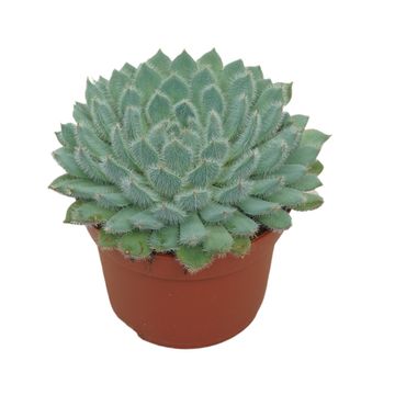 Echeveria setosa