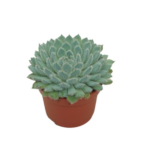 Echeveria setosa