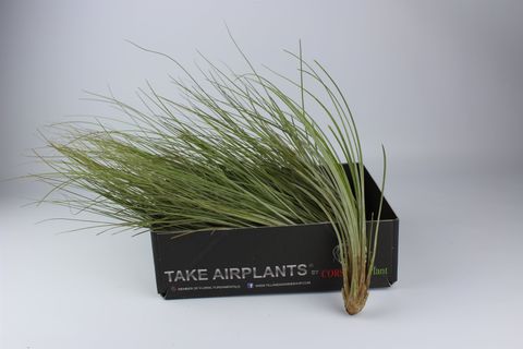 Tillandsia juncea