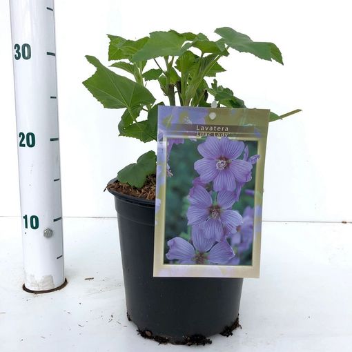 Lavatera 'Lilac Lady' (About Plants Zundert BV)