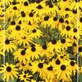 Rudbeckia fulgida 'Goldsturm'