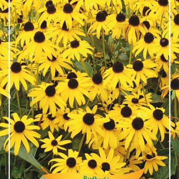 Rudbeckia fulgida 'Goldsturm'