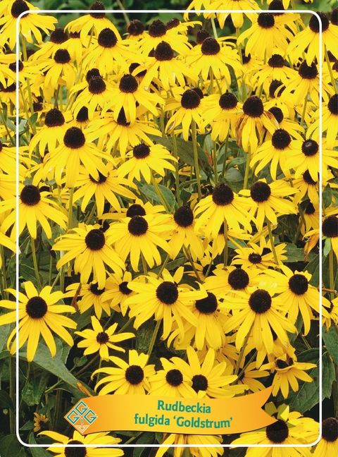 Rudbeckia fulgida 'Goldsturm'