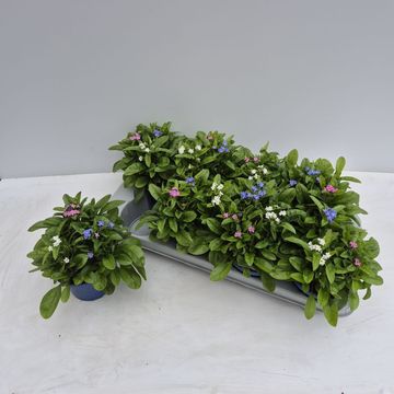 Myosotis MIX IN POT