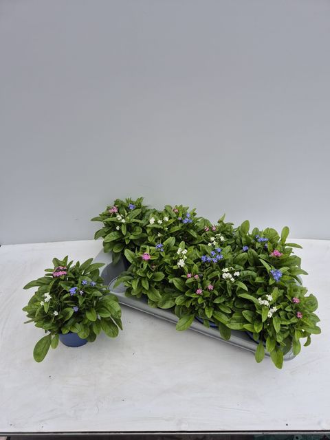 Myosotis MIX IN POT