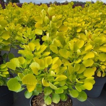 Cotinus coggygria GOLDEN SPIRIT