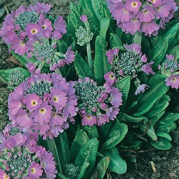 Primula denticulata 'Cashmeriana'