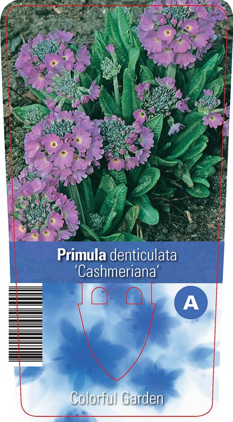 Primula denticulata 'Cashmeriana'