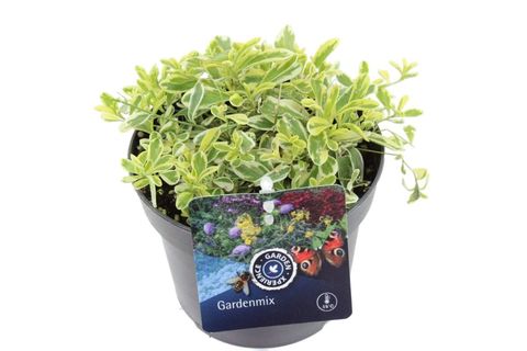 Arabis ferdinandi-coburgii 'Old Gold'