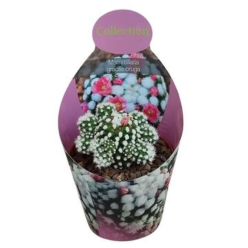 Mammillaria gracilis 'Oruga'