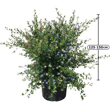 Ceanothus 'Skylark'