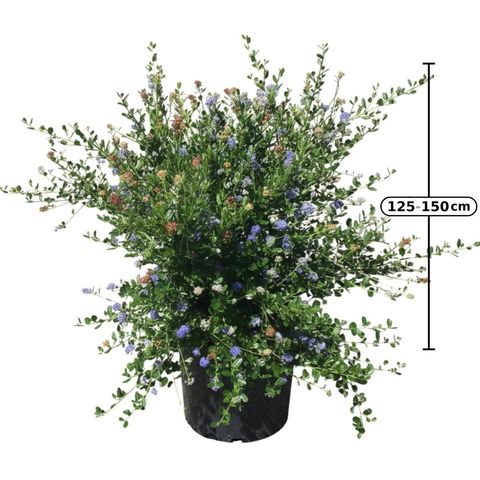 Ceanothus 'Skylark'