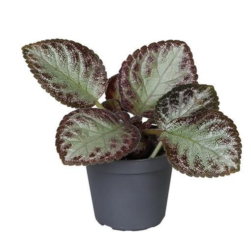 Episcia cupreata 'Pink Acajou'