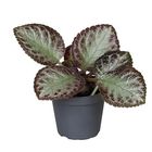 Episcia cupreata 'Pink Acajou'