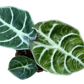 Alocasia 'Watsoniana Lightning'